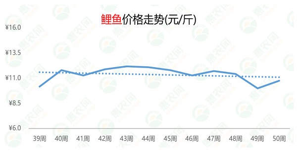 鲤鱼市场最新动态，价格走势、影响因素与未来预测分析