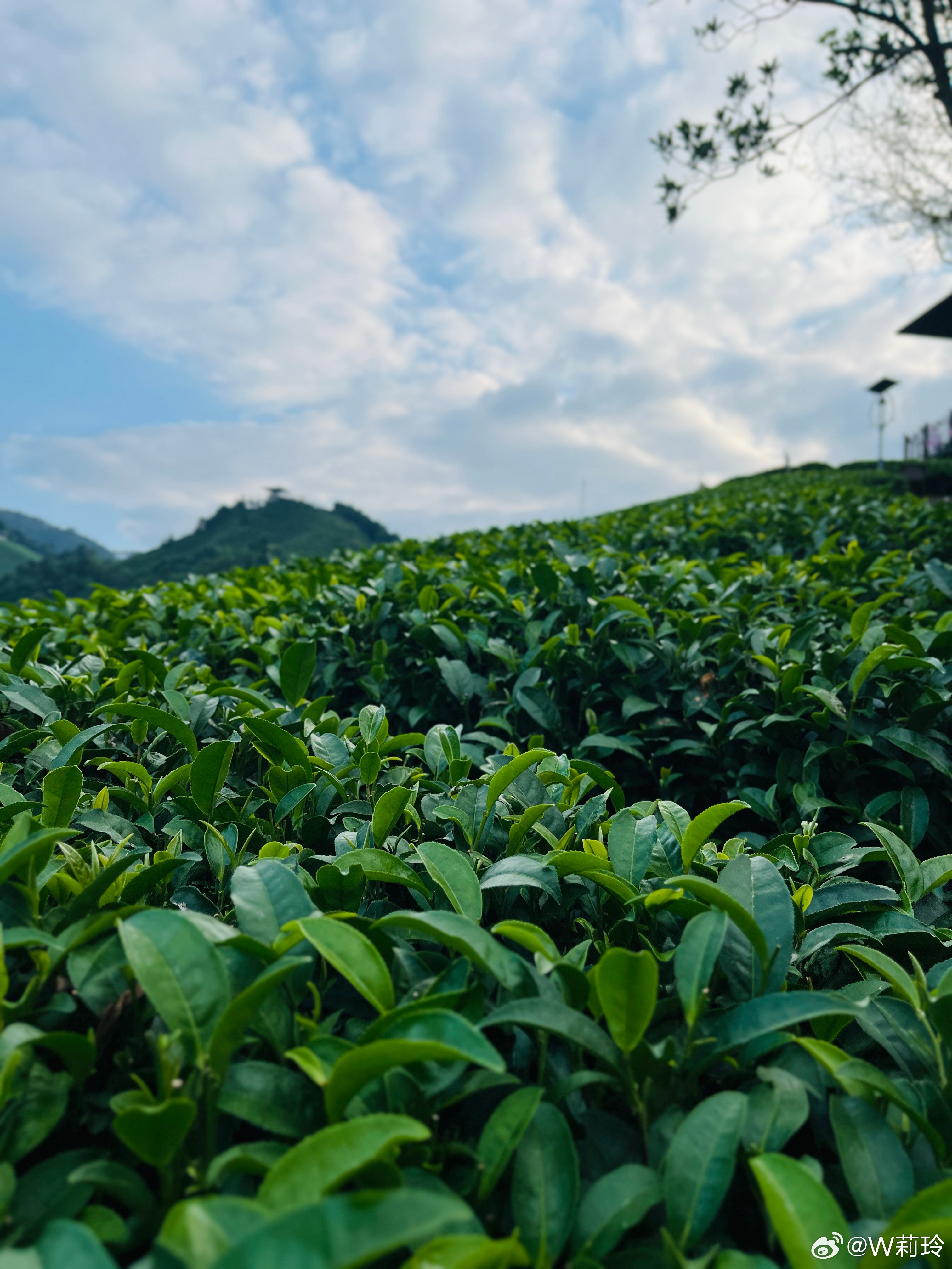 茶园新动态揭秘，绿色生态与科技创新交融之美探索